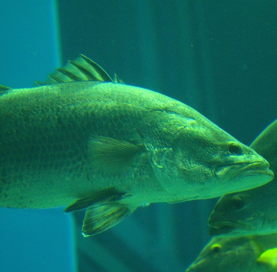 アカメ