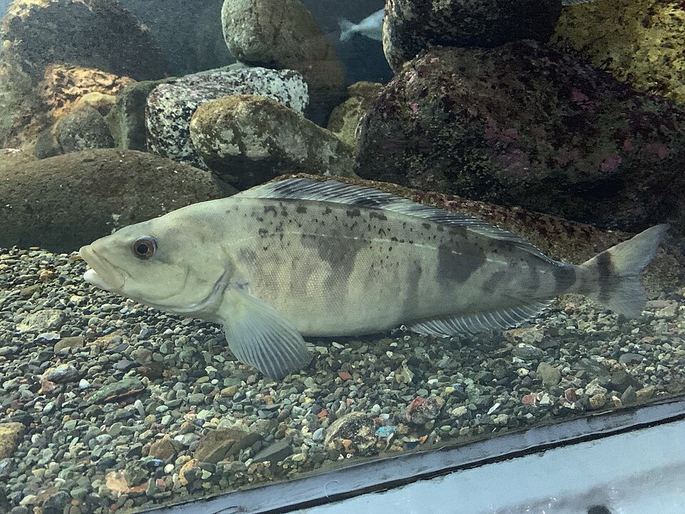 ホッケ