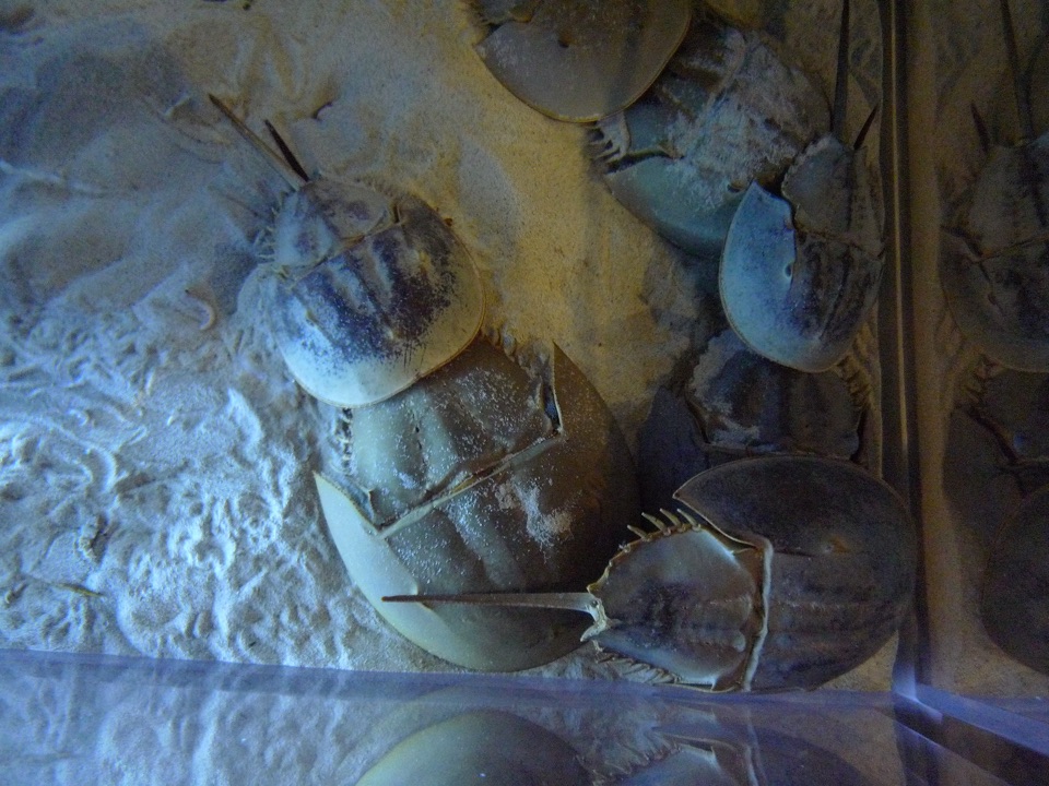 カブトガニ