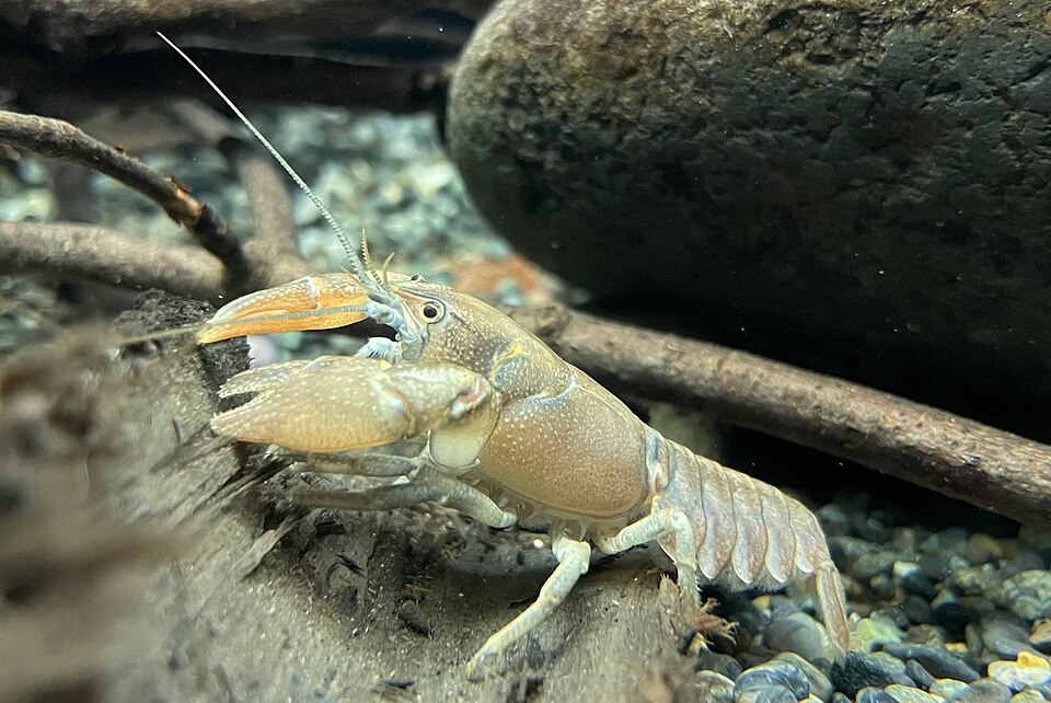 ニホンザリガニ