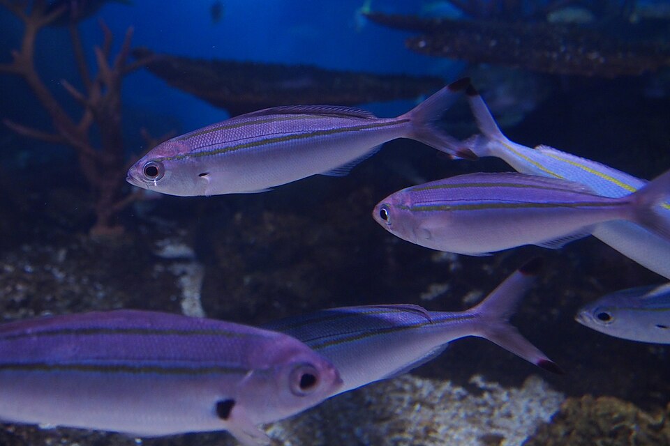 タカサゴ