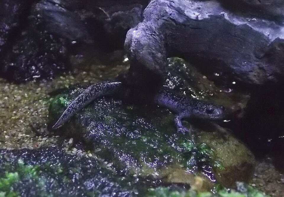 トウキョウサンショウウオ