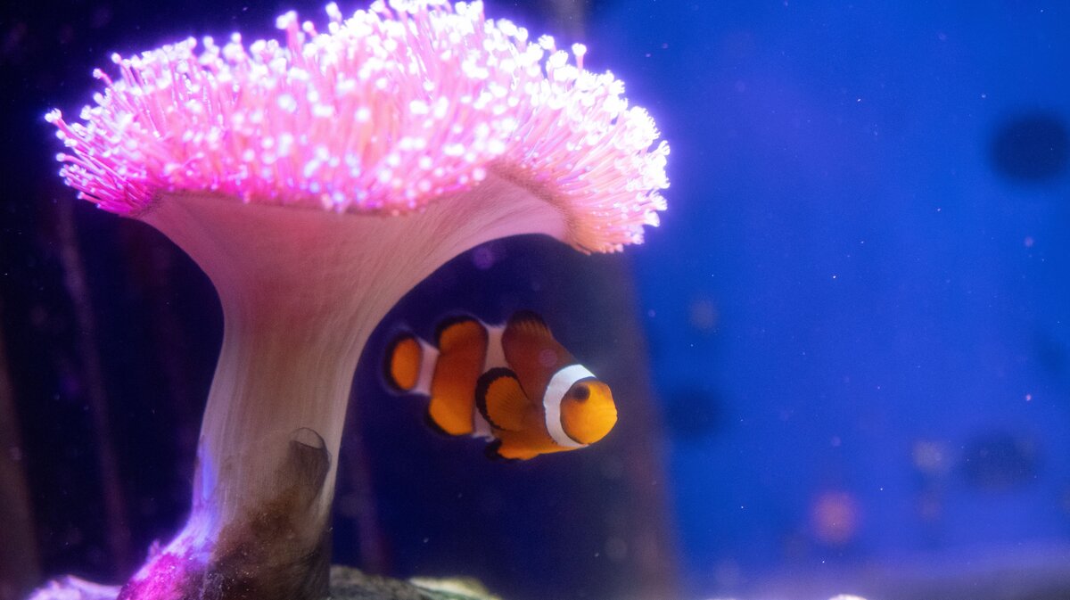 北里大学アクアリウムラボ
