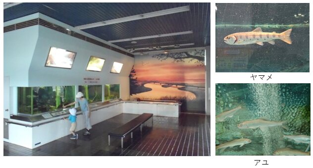 多摩川ふれあい水族館